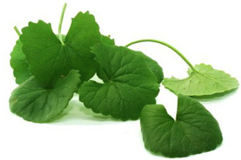 Centella